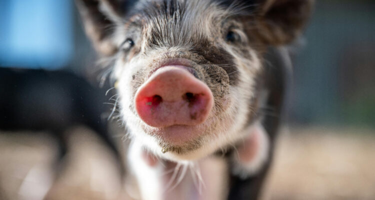 Logran primer trasplante de pulmón de cerdo a un humano con muerte cerebral