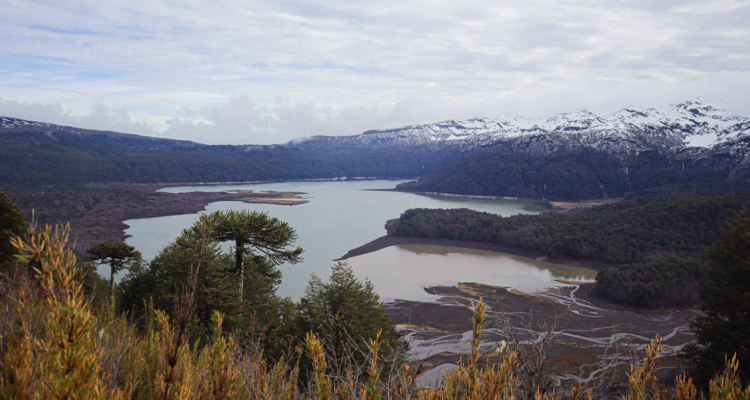 Rechazo a tala de araucarias en La Araucanía por obras viales
