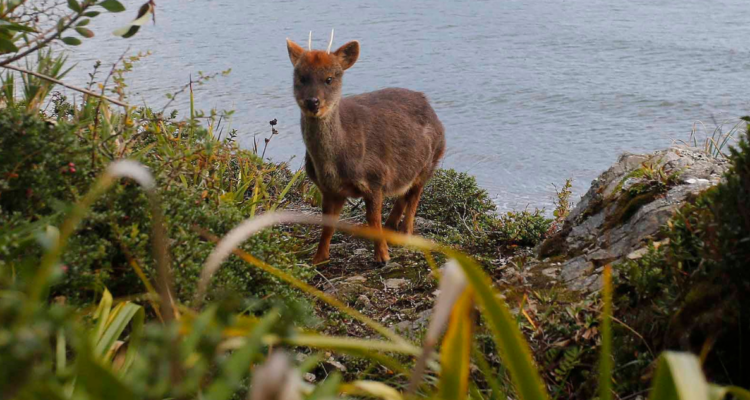 De “vulnerable” a “en peligro”: El crítico escenario que enfrentan los pudúes por atropellos y ataques
