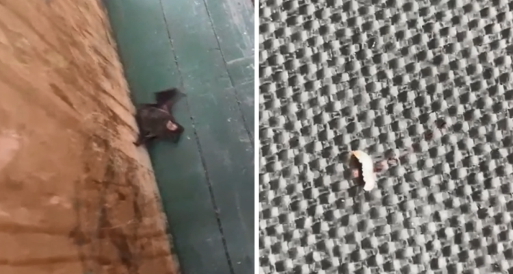 Larvas que caen del techo y murciélagos: apoderados denuncian condiciones de colegio en Río Bueno