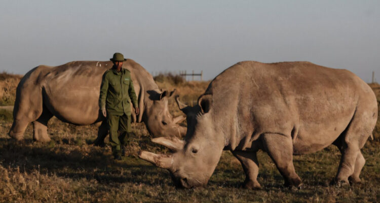 Najin y Fatu, los últimos rinocerontes blancos del norte
