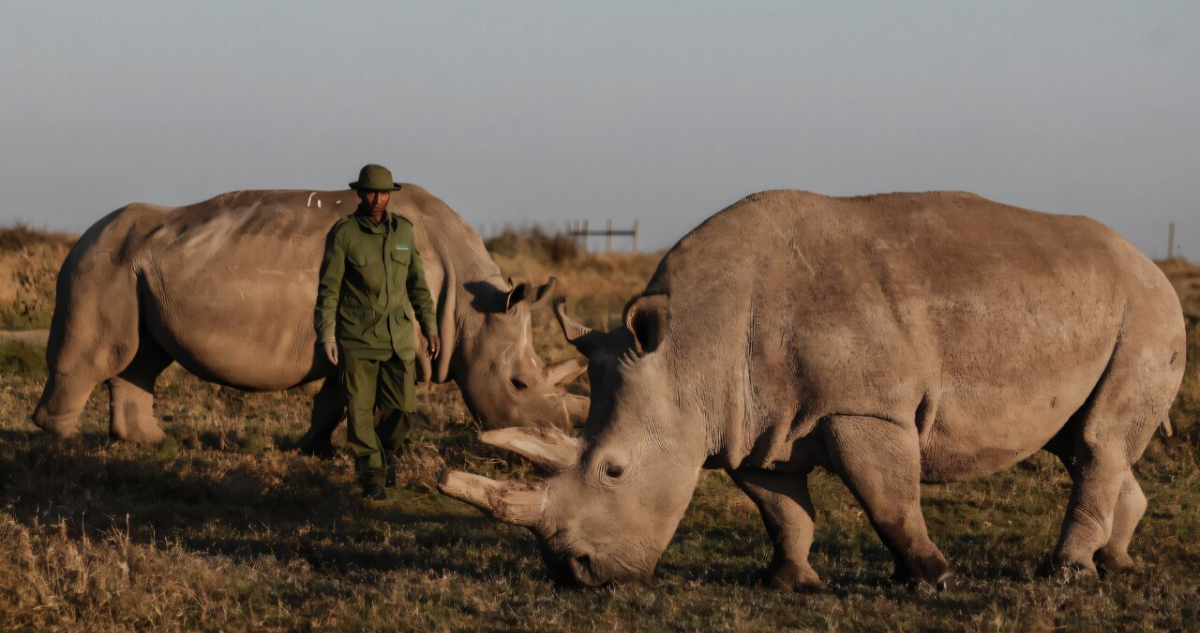 Najin y Fatu, los últimos rinocerontes blancos del norte