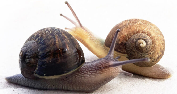 Ned, el caracol zurdo