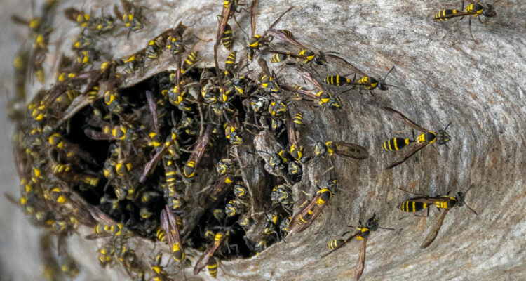 Imagen referencial para ilustrar el nido de “avispas radioactivas”