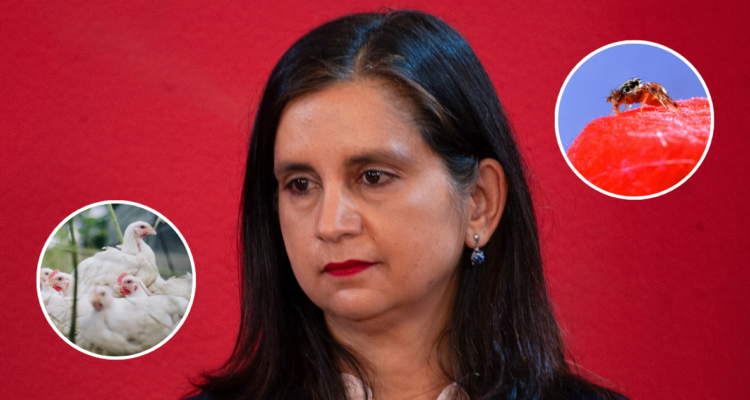 Nueva Ministra de Agricultura pone la influenza aviar y mosca de la fruta en el foco de su gestión