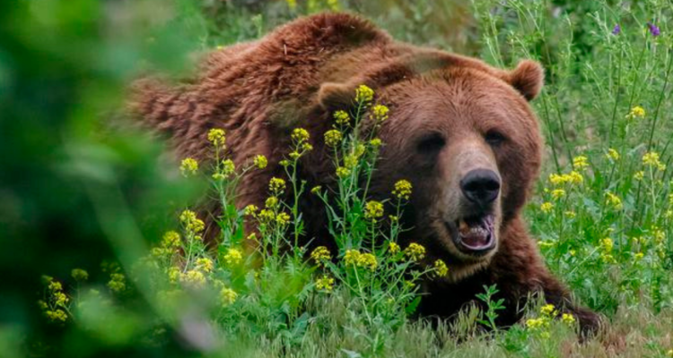 Joven fue atacado por oso en Japón