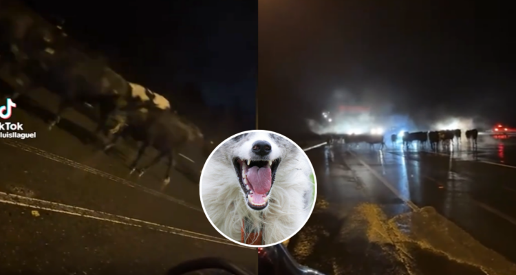 Osorno: productores lecheros atribuyen estampida de vacunos en Ruta 5 a ataque de perros asilvestrados