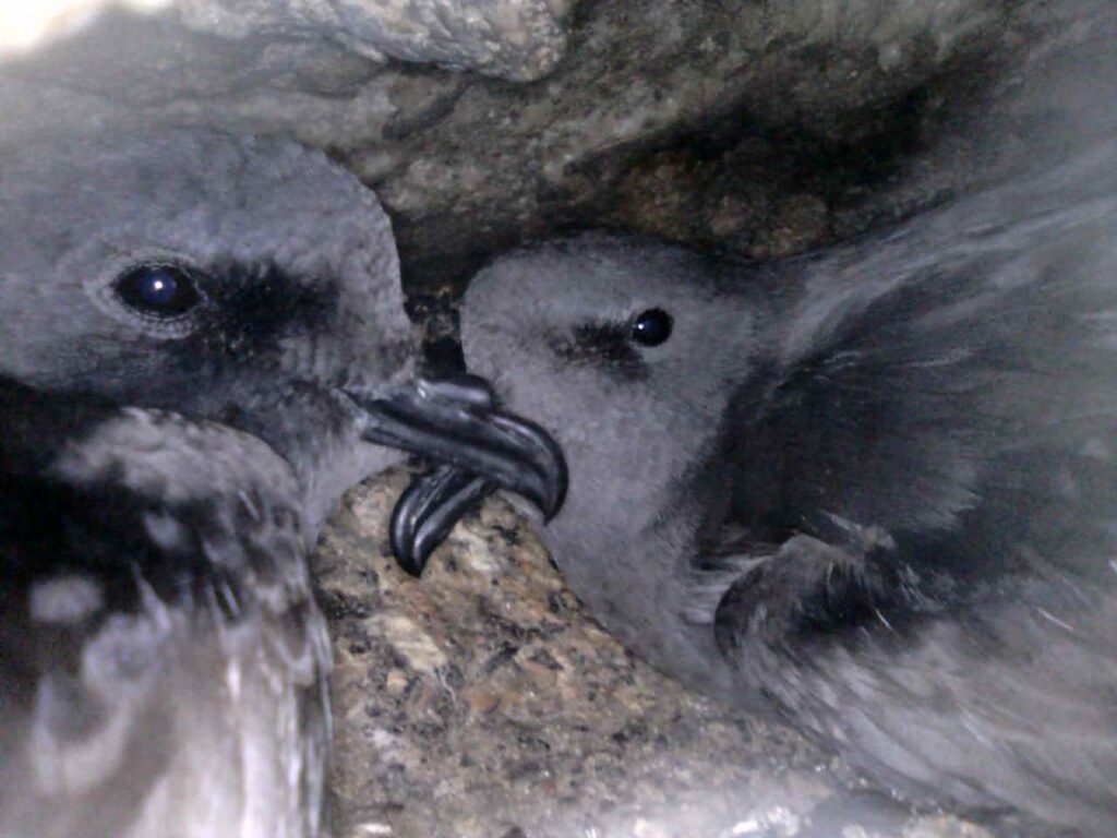golondrina de mar negra