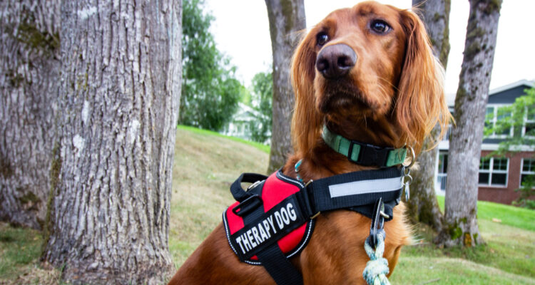 Estudio concluye que no existe evidencia sólida que respalde tratamientos alternativos para el autismo
