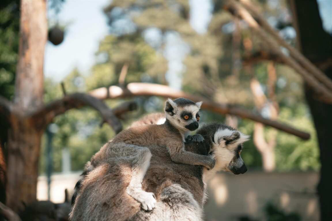 lémur de madagascar