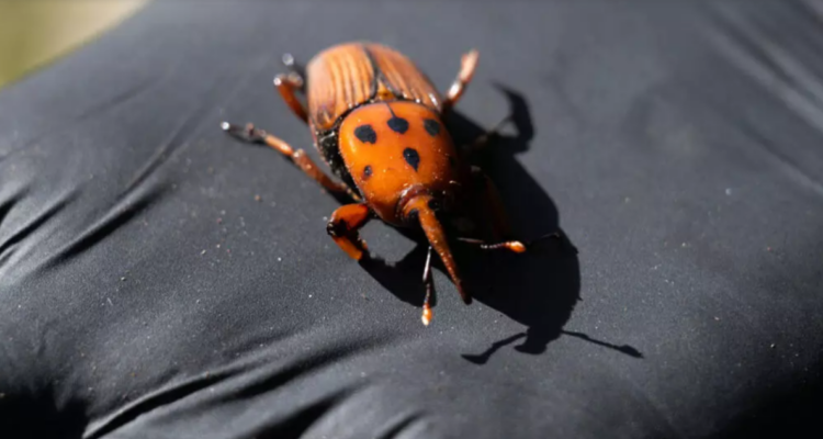 Picudo Rojo en Uruguay
