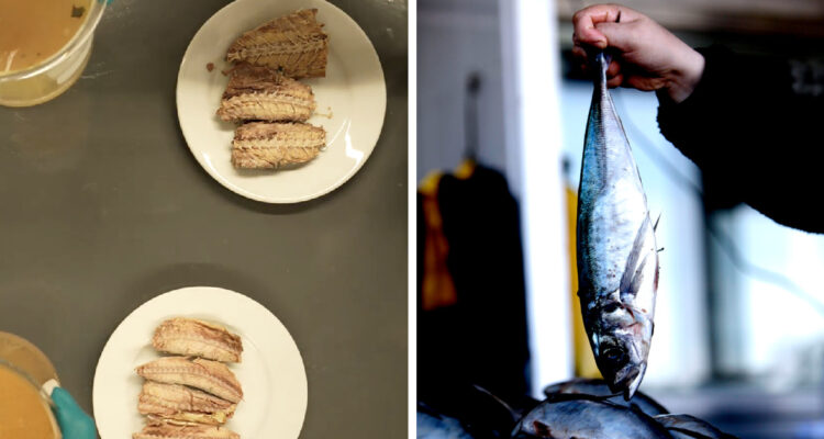 Tras polémica por “jurel chino”: confirman que cinco marcas venden conservas que no son jurel