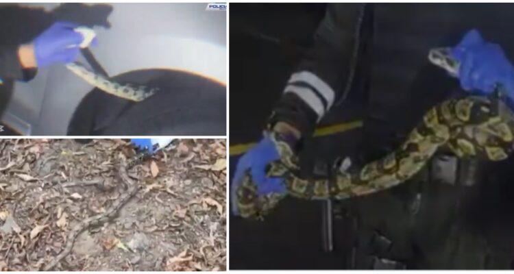 Policía ecuatoriana rescata una boa en vehículo estacionado en popular centro comercial