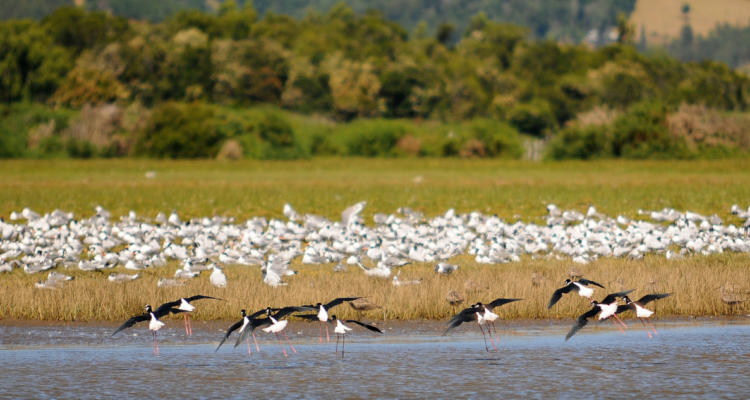 Humedal de Valdivia
