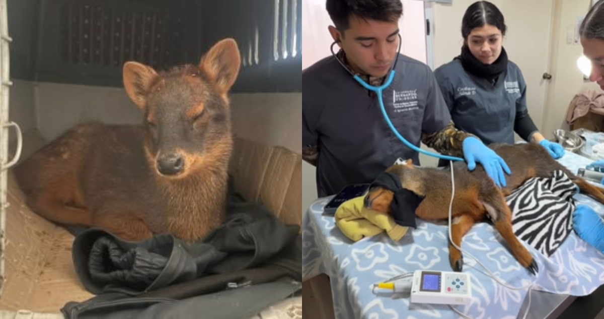 Fotos de un pudú en rehabilitación