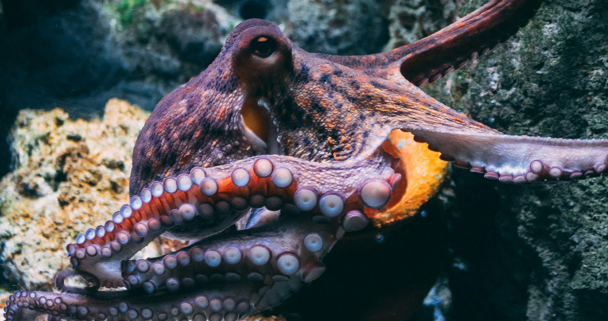 Pulpos
