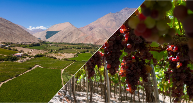 El pisco se toma el MUT este fin de semana largo