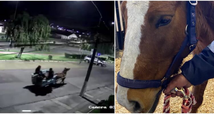 Rescatan caballo usado para robos por carreta chorros de Talcahuano