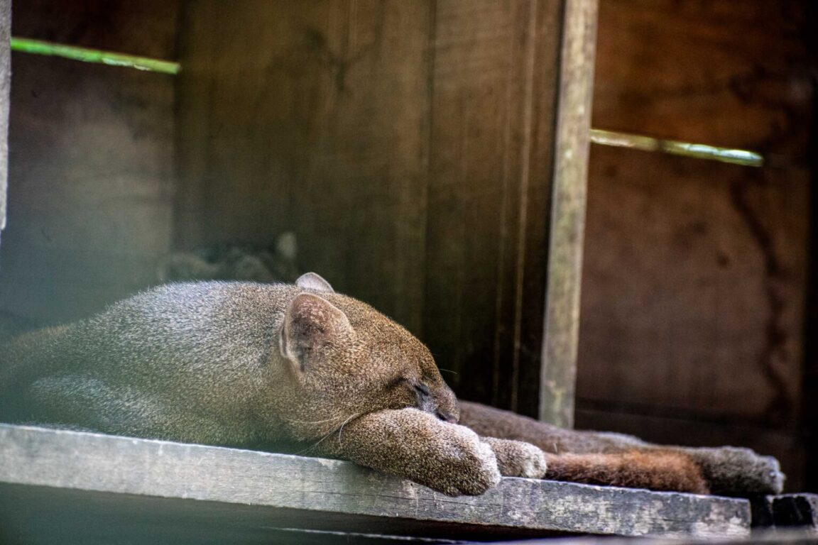 Recuperación de yaguarandíes