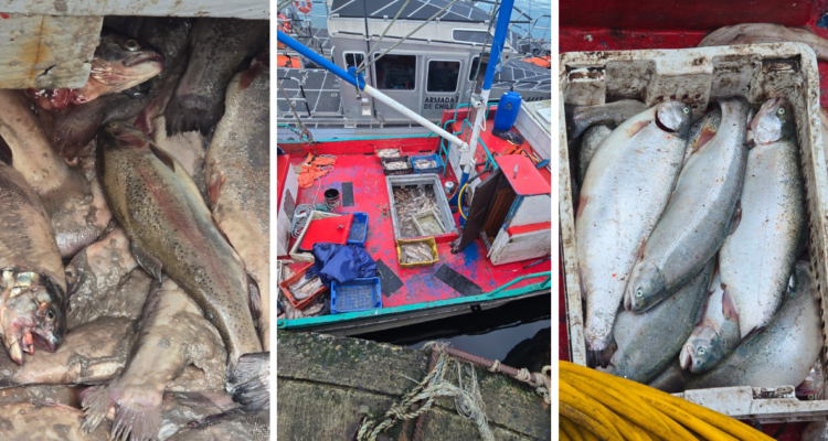 Salmones robados en Chiloé