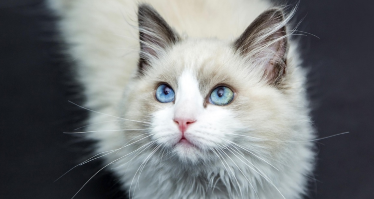 Cuida la salud de tu michi: especialista da consejos para prevenir enfermedades renales en gatos