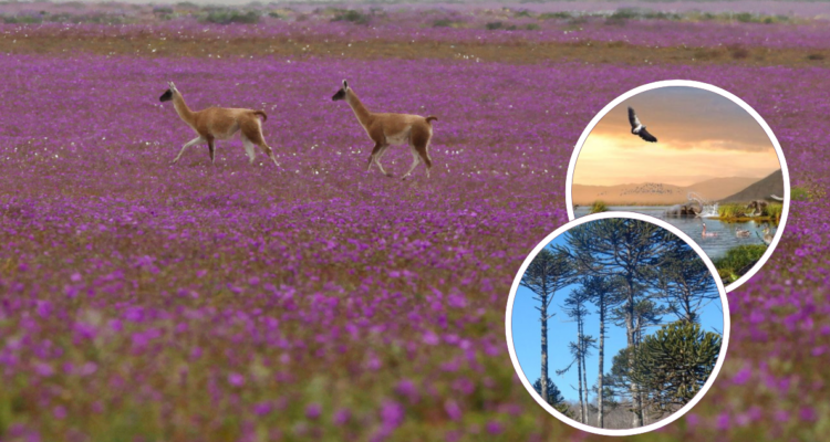 Proteger el patrimonio: Desierto Florido, Araucarias y Laguna Tagua Tagua