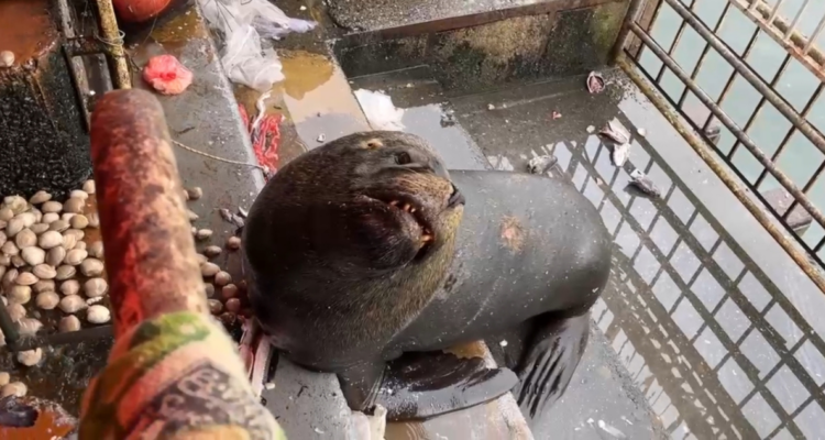 Lobo marino deja con heridas graves a turista extranjero que quiso “interactuar” con él en Valdivia