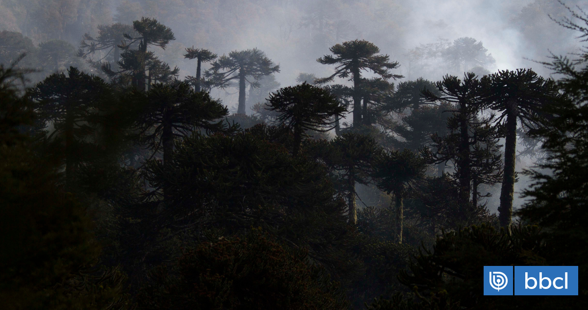 Gobierno confirma que no habrá tala de araucarias para obras viales en la región de La Araucanía