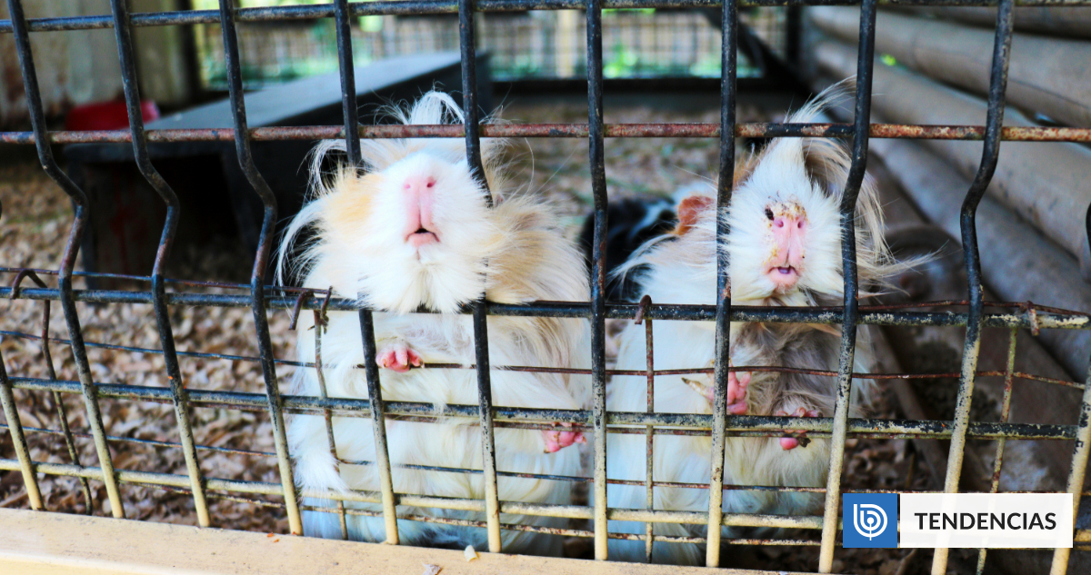 Critican a zoológico danés tras pedir a la gente que donen animales para alimentar a sus depredadores