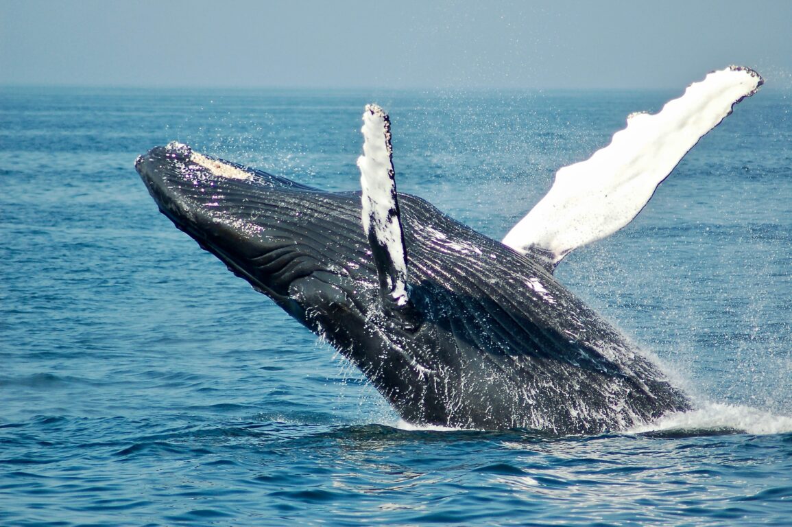 ballena jorobada