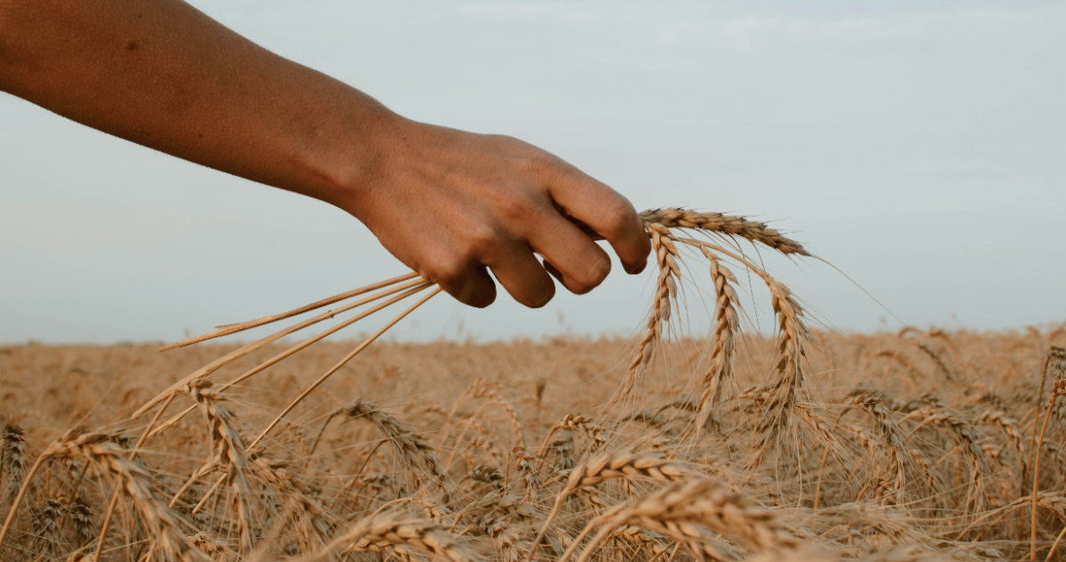 Imagen de un campo de trigo para ilustrar nota sobre que Chile autorizó el trigo modificado genéticamente