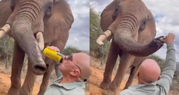 Turista le dio cerveza a un elefante en Kenia