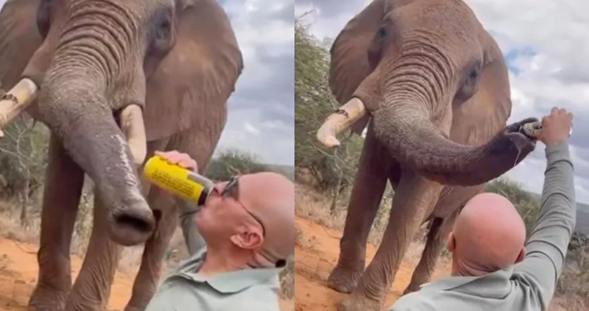 Turista le dio cerveza a un elefante en Kenia