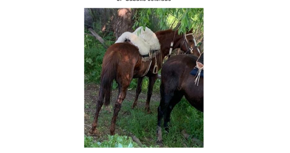 Denuncian robo de caballos a familia de Talagante 