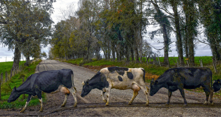 Vecinos del área rural de Río Negro acusan riesgo de accidentes en la Ruta U-510 por cruce de ganado