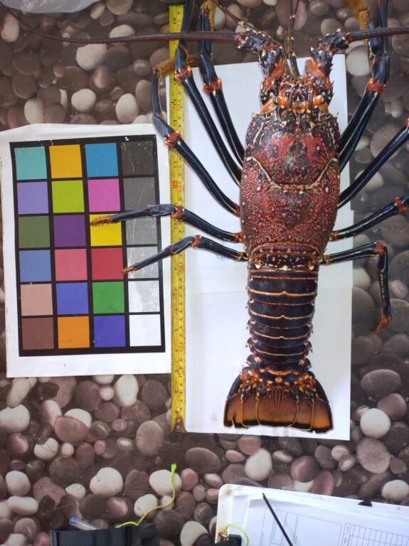 langosta de Rapa Nui