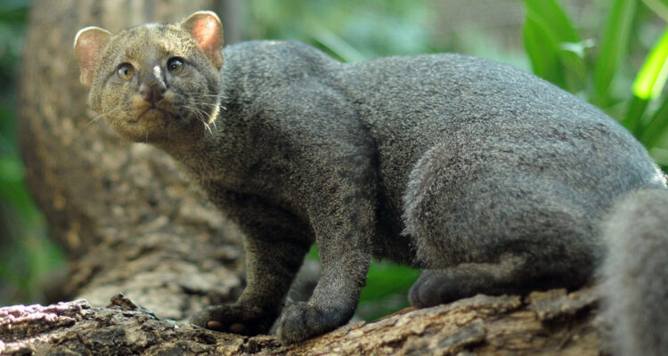 Joachim S. Müller | Flickr (CC)