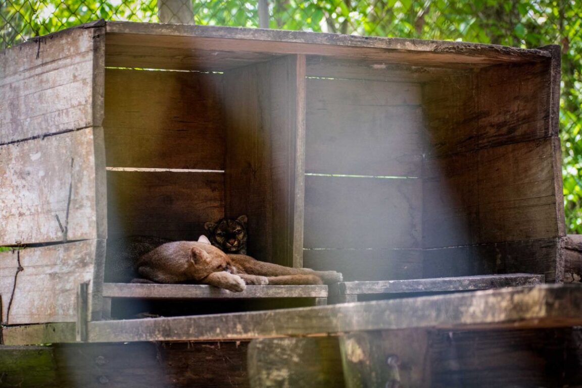 Yaguarandí durmiendo