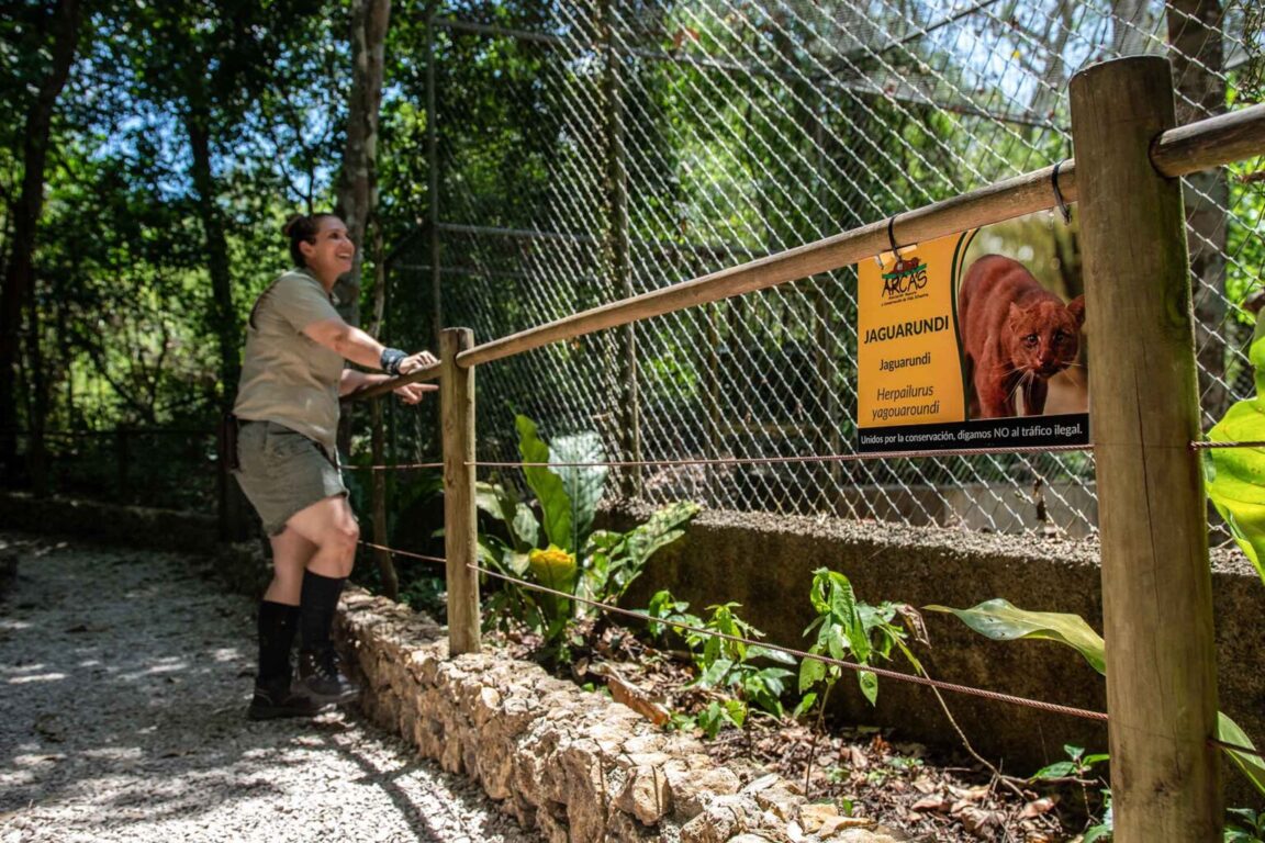 Liberación de yaguarandíes