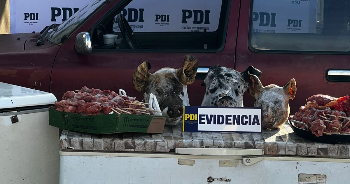 Abigeato Osorno: detenidos por robo de animales, faenamiento y venta de carne