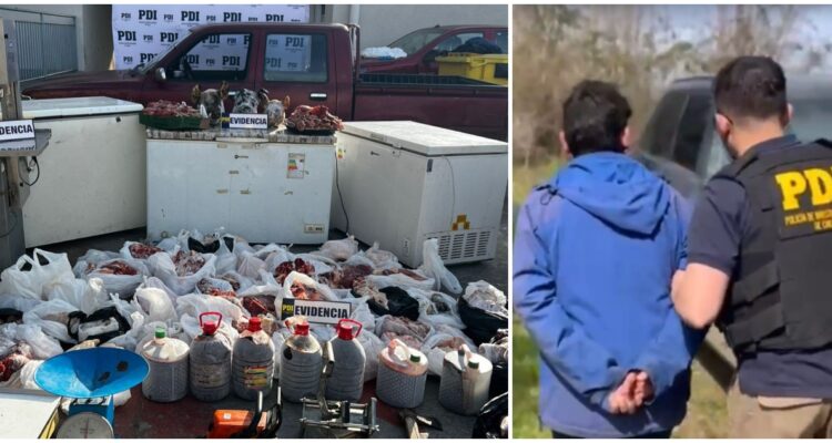 Abigeato en Osorno: detenidos por robo de animales, faenamiento y venta de carne