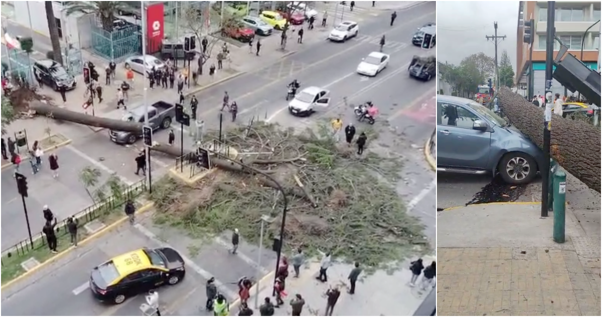 Enorme árbol cae sobre camioneta.
