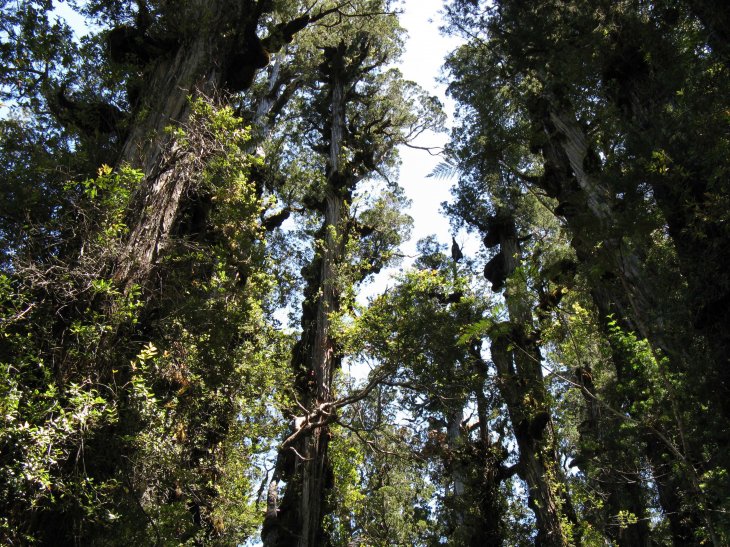 Chile tiene la mayor comunidad de árboles vivos en la Patagonia