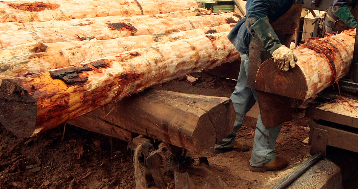 Pymes forestales muestras preocupación por cierre de 169 aserraderos en los últimos 5 años