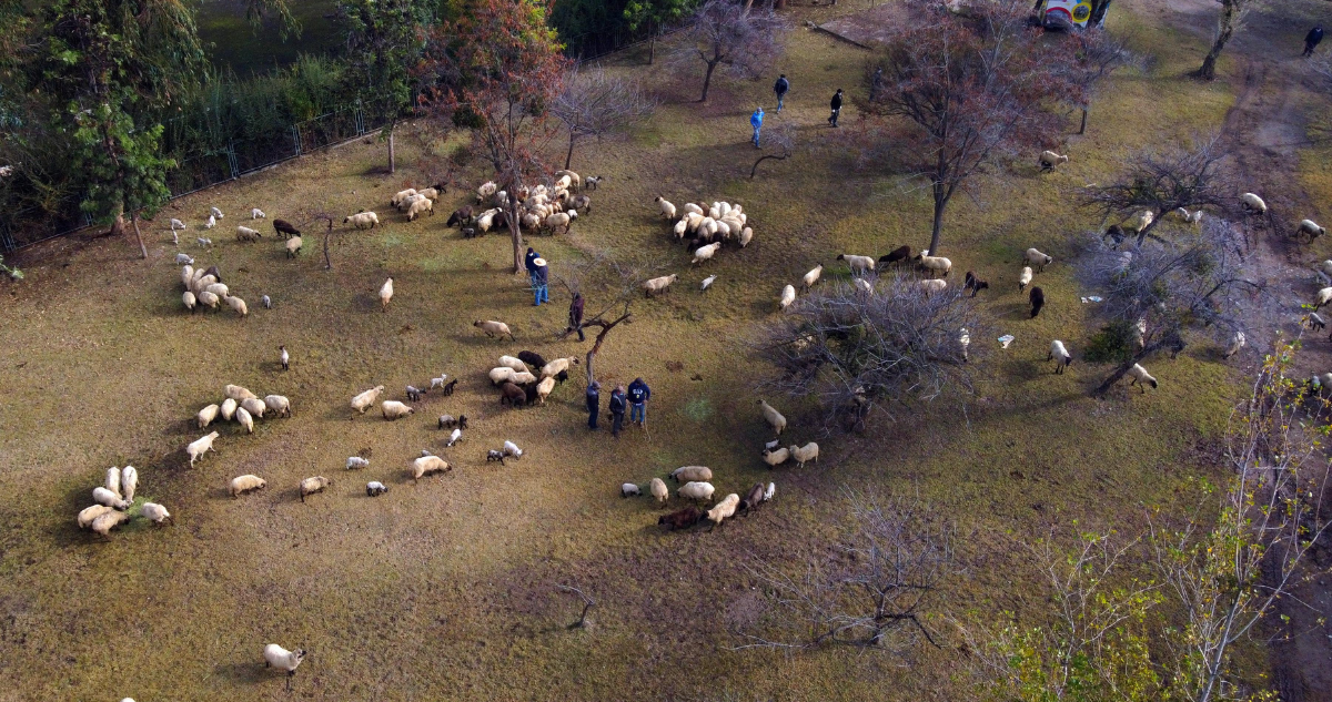 Ataque de perros deja casi 30 ovejas y corderos muertos en Puqueldón: municipio anuncia acciones