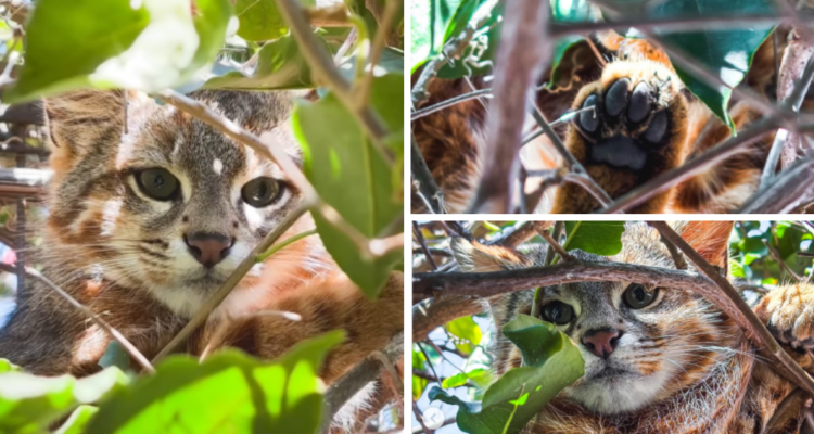 Avistamiento de un gato colocolo en una casa de Papudo