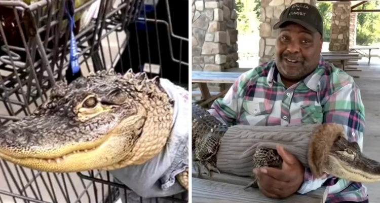 Supermercado niega la entrada a hombre con caimán