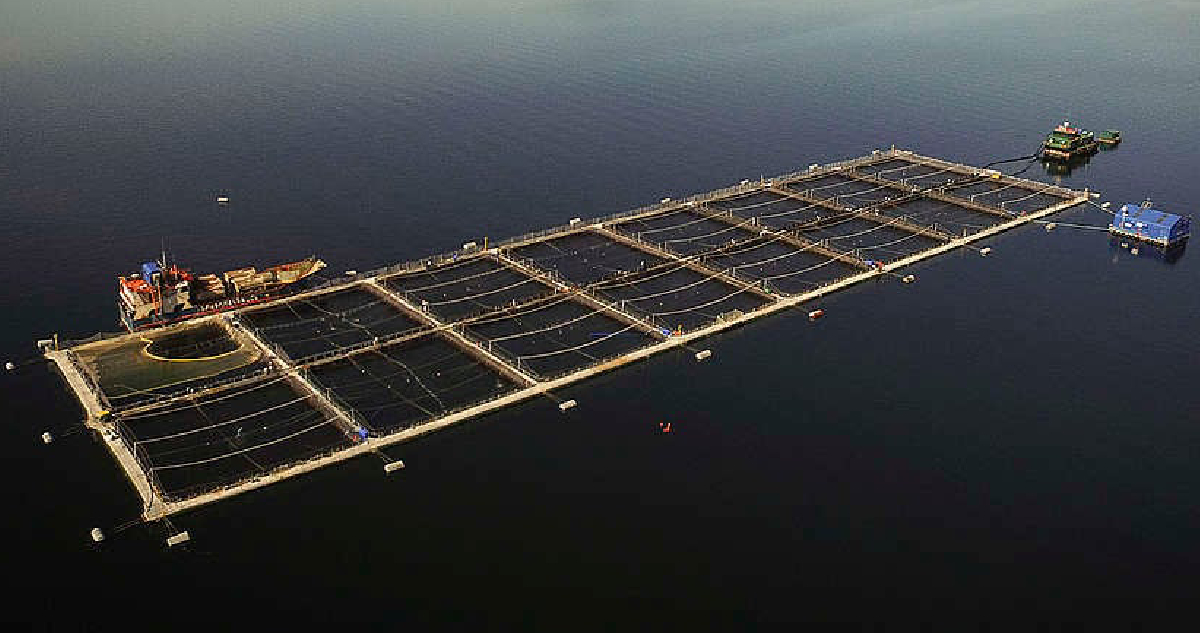 Suprema rechaza recurso contra proyecto de salmonera en río San Pedro cuestionado por comunidades