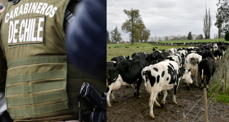 Dan de baja a carabinero tras descubrir que arma incautada en procedimiento de abigeato era suya