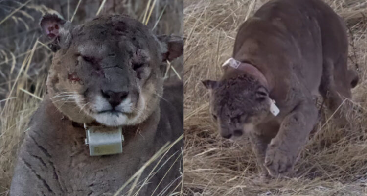 Dark, uno de los pumas más longevos de la Patagonia